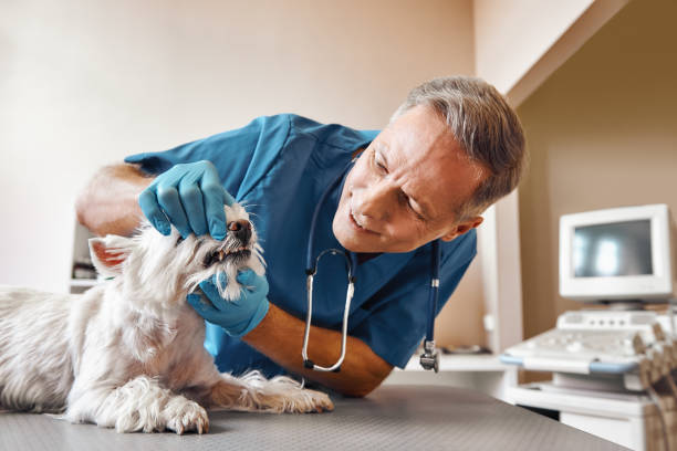 Best Emergency Dental Extractions in Talent, OR